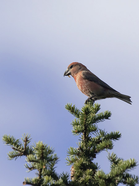 Isokäpylintu, Parrot Crossbill, Loxia pytyopsittacus